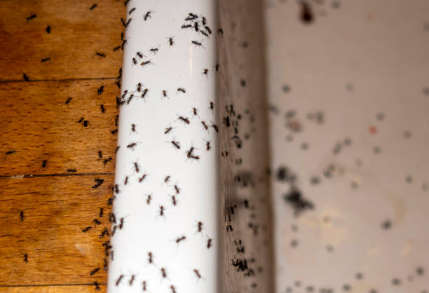 Best Residential Pest Control  in Holladay, UT